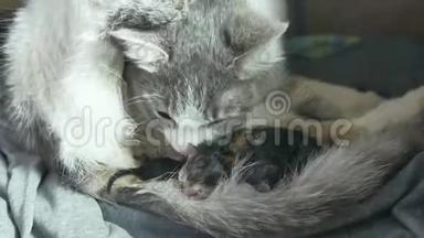 母亲蓬松的猫怀孕分娩和新生的小猫<strong>宝宝喝牛奶</strong>从他们的妈妈乳房。 猫的生活方式